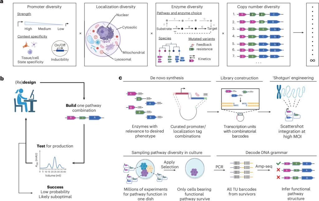 Cellule di mammifero modificate producono da sole aminoacidi che normalmente devono ricevere