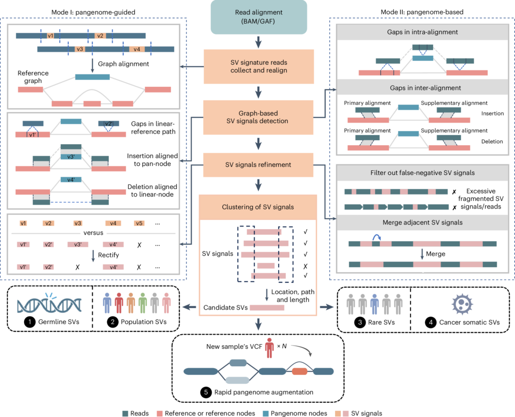 Pangenome software improves large DNA variant detection and makes graph updates faster