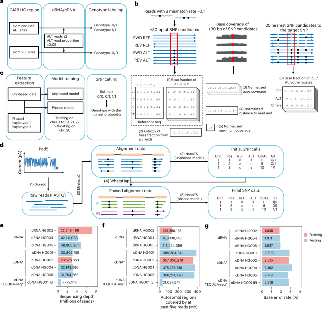 New tool calls genetic variants from long RNA reads, including patient-derived cells